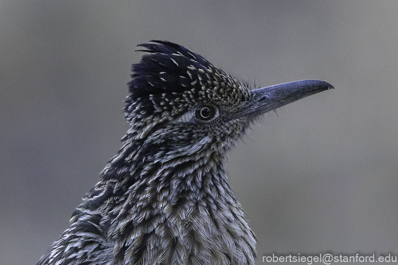 Roadrunner - Big Bend National Park